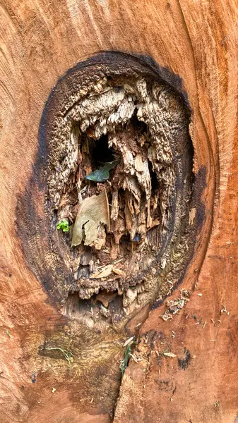 Devrilmiş bir ağaç gövdesinin ya da kütüğünün koyu kahverengi ve yeşil tonları. Ağaç halkalarının pürüzlü organik dokusu..