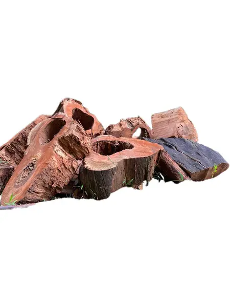 Bir yığın kesik ağaç kütüğü ya da beyaz üzerine izole edilmiş ağaç gövdeleri