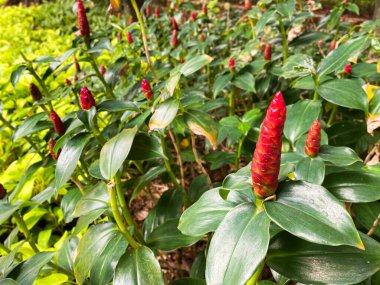 Çam kozalağı, zencefil, şampuan zencefil ya da yabani zencefil olarak bilinen Zingiber zerumbet, Endonezya 'da uzun zamandır geleneksel ilaç olarak kullanılmaktadır..