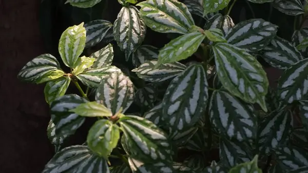 Bu Pilea Cadierei, yapraklarında gümüş lekeler olan yeşil oval yapraklı bir tür yıllık tema fabrikası. Pilea Cadierei Bitkisi veya Karpuz Pilea Cadierei Bitkisi 'nin doğal yeşil yaprakları 