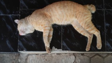 Sokak kedisi yerde uyuyor. Kızıl kedi sabahları evde yerde uyuyor.