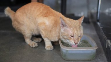 Yerdeki yosunlu plastik bir konteynırdan su içen susuz, başıboş bir kedi..