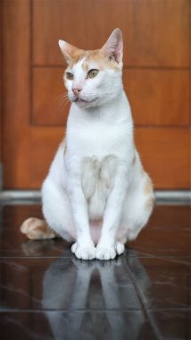 Beyaz sarı kedinin portresi ahşap kapıya karşı siyah zemine yansıyor. Duvar kağıdı, kopyalama alanı olan pankart, boş alan.