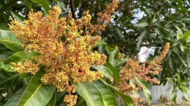 Mangifera indica, mango ağacı çiçekleri. Mango çiçeklerini kapat, enfeksiyon mango çiçeklerini.