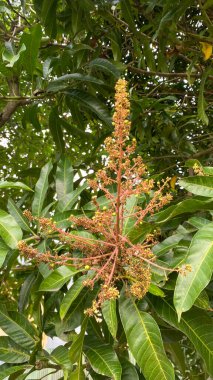 Mangifera indica, mango ağacı çiçekleri. Mango çiçeklerini kapat, enfeksiyon mango çiçeklerini.