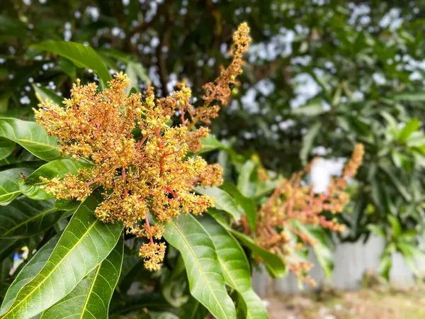 Mangifera indica, mango ağacı çiçekleri. Mango çiçeklerini kapat, enfeksiyon mango çiçeklerini.
