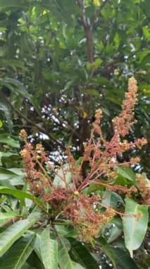 Mangifera indica, mango ağacı çiçekleri. Mango çiçeklerini kapatın, enfeksiyonlu mango çiçekleri. Yeşil yapraklarla çevrili ağaçlardaki çiçekler. Dikey video