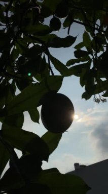 Ağaçta mango meyvesi silueti ve parlayan güneşin arka planında yapraklar. Dikey video