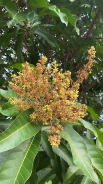 Mangifera indica, mango ağacı çiçekleri. Mango çiçeklerini kapatın, enfeksiyonlu mango çiçekleri. Yeşil yapraklarla çevrili ağaçlardaki çiçekler. Dikey video