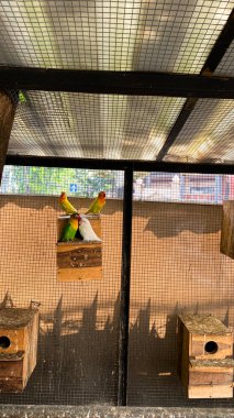 Bir kuşun yakın görüntüsü