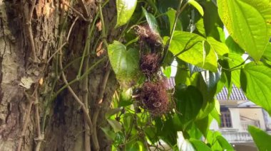 Betel gider ya da Piper betel. Bu bitki bitkisel ilaçlar için kullanılabilir. Betel, Endonezya 'da yetişen ve diğer ağaçların gövdelerine yaslanan bir bitkidir.. 