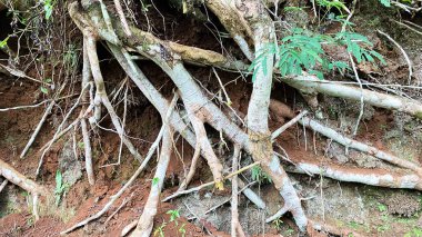 Ormanda kök ve ağaç kökleri.