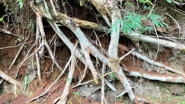 Ormanda kök ve ağaç kökleri.