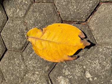 Sonbahar yaprakları yerde.