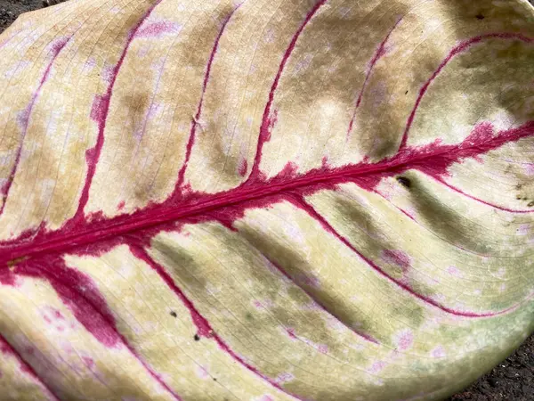 Siyah arkaplanda kırmızı lahana yaprağı