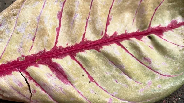 Kırmızı ve beyaz bir lahanaya yakın.