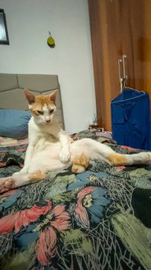 koltukta oturan kedi