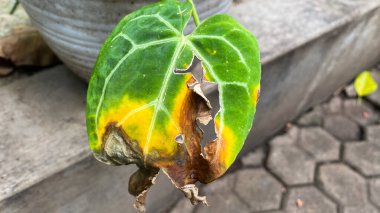 Ağaçtaki sarı yaprağı kapat