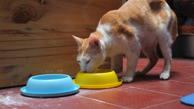 evde yemek yeme kedi