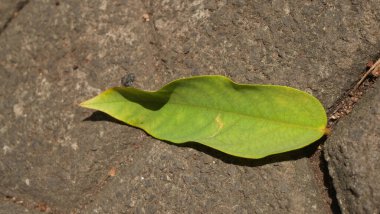 Yerde yeşil yapraklar