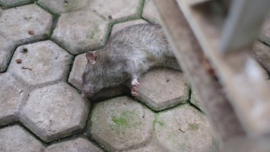 Asfaltta ölü bir fare var.