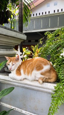 Şehirde yerde bir kedi var.