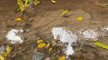 Sonbahar yaprakları, sonbahar çiçekleri.