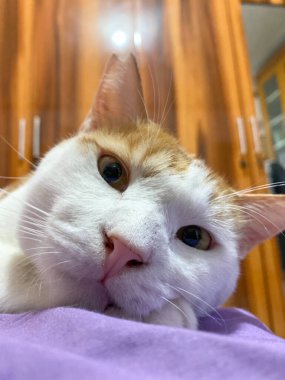 Güzel, kızıl beyaz bir kedinin portresi. Saf kırmızı ve beyaz bir kedinin kameraya baktığı görüntüyü kapat. 