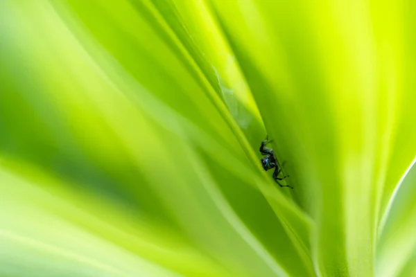 Великолепная Природа Абстрактный Фон Природа Зеленого Листа Размытом Зеленом Фоне — стоковое фото