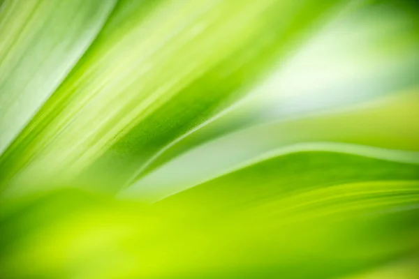 Natureza Lindo Fundo Abstrato Natureza Folha Verde Sobre Fundo Verde — Fotografia de Stock