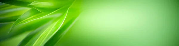 ゴージャス自然抽象的な背景庭のぼやけた緑の背景に緑の葉の性質 春の背景カバーページとして使用される天然緑の葉植物緑環境生態石灰緑の壁紙 — ストック写真
