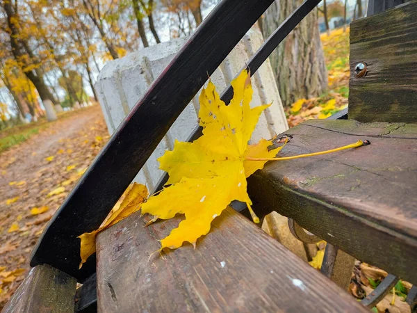 Gele Bladeren Van Een Boom Liggen Herfstmiddag Het Park — Stockfoto