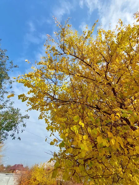 Yellow Leaves Tree Lie Autumn Afternoon Park — Stock Photo, Image