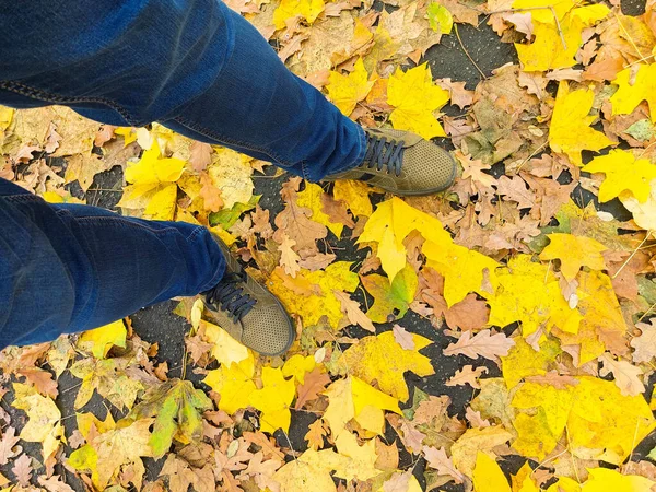 公園の秋の午後には黄色の葉があります — ストック写真