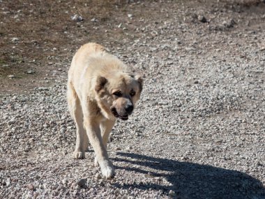 Central Asian shepherd-Alabai (Turkmen wolfhound) on the move. Alabai (shepherd) dog go to camera.