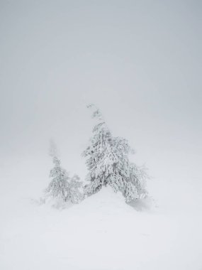 Soft focus. White haze. Vertical minimalistic background with a snow-covered lonely tree on a mountain slope. Magical bizarre silhouette of tree are plastered with snow. Arctic harsh nature. Copy space.