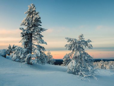 Karlı bir kış tepesinin üzerinde inanılmaz soğuk pembe bir şafak. Karla kaplı tundra ve tepelerin manzarası. Kuzey Kutbu sert doğası. Kış ayazı ormanının mistik masalı.