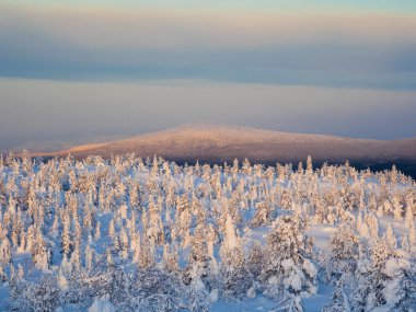 Snow-covered forest at the foot of the mountain at dawn. Arctic harsh nature. Snow covered  Christmas fir trees on mountainside against the background of a blue-pink frosty sky.