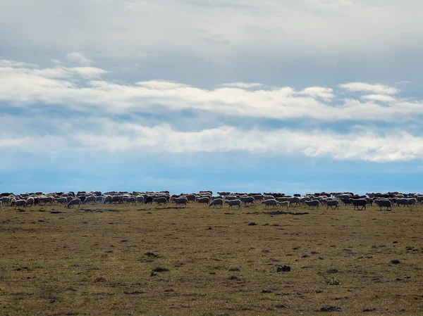 Sheep on the range in one long line. Herd of sheep in a field. Herd of sheep on a background blue cloudy sky. Sheep farming.
