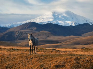 Soft focus. White horse on the background of a mountain peak.  Beautiful white horse in an autumn meadow poses against the background of a white snow-covered mountain peak Elbrus.