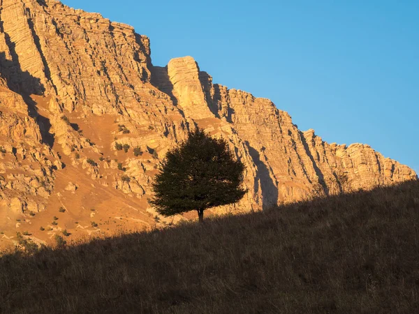 Lonely tree on a cliff the rock early morning. Green tree growing on top of the rock. High-altitude plateau. Contrasting view with deep shadows. Contrast a tree in the mountains.