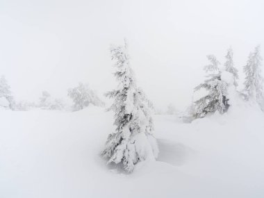 Soft focus. Amazing view of the covered with frost trees in the snow drifts. Magical winter forest. Natural white landscape. The revival of the planet.