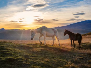 Soft focus. White and brown horses on the background of a mountain peak.  Beautiful horses in an autumn meadow poses against the background of a white snow-covered mountain.