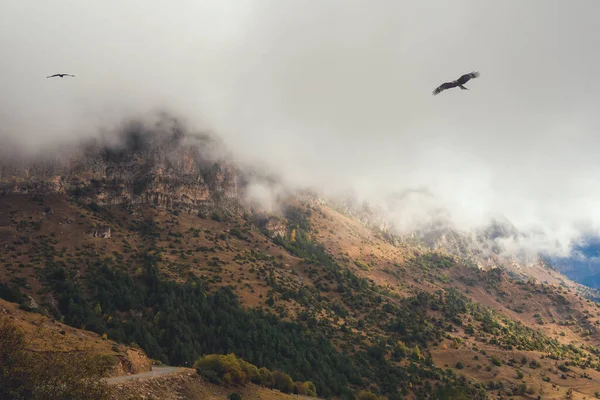 Soft focus. Highway through a mountain pass. Hawk over the mountain. Wonderful  scenery with rocks and mountains in dense low clouds. Atmospheric highlands landscape with mountain tops under clouds.