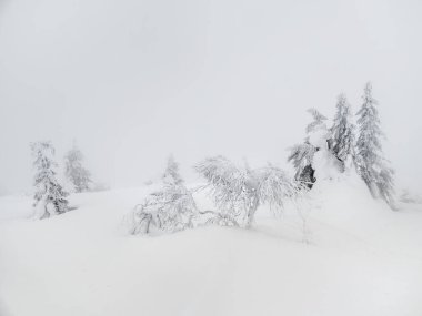 Soft focus. Winter white minimalistic natural landscape. Snow-covered bushes and trees on a white hill. Poor visibility, blizzard.