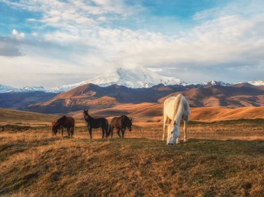 Natural landscape. Free-range herd of bay horses. Horses stand and  graze against the background of a white snow-covered mountain.  Low point shooting.