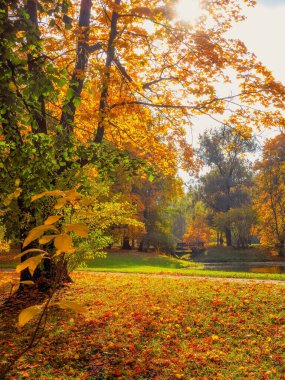 Golden autumn, Alexander park in Tsarskoye Selo on a sunny day. Alley in autumn Park. Idyllic autumn landscape. Vertical view.