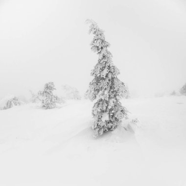 Soft focus. Winter white minimalistic natural landscape. Mystical fairy tale of the winter misty forest. Snow covered Christmas fir trees on mountainside.