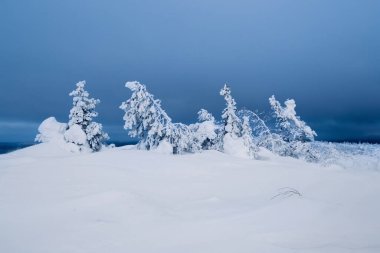 Harsh northern winter snow-covered frosty natural background with a frozen trees. Minimalistic landscape with naked snowy trees in a winter field. Amazing scene in blue cloudy and foggy weather.