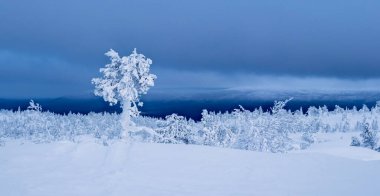 Kuzey Kutbu tepelerinde karla kaplı ağaçlar. Kış tarlasında çıplak karlı ağaçlarla minimalist bir manzara. Kuzey Kutbu kışının geniş panoramik manzarası.